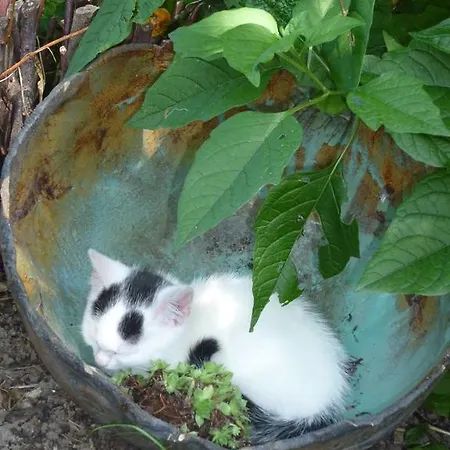 アパート Donebauer Übersee