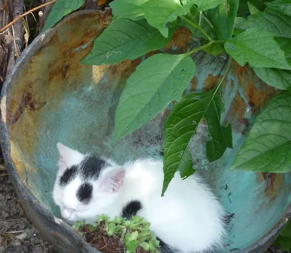 아파트 Donebauer 우베르시